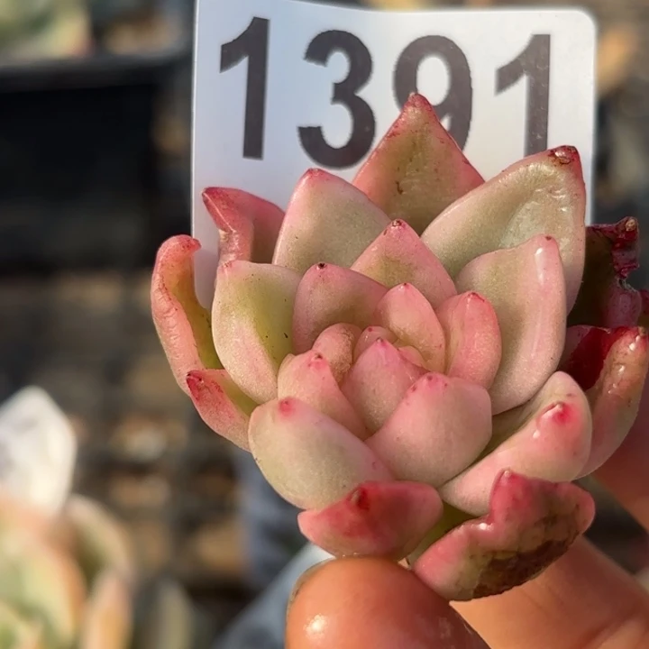 头盖锦满18包邮当场凑单不满单发顺丰到付