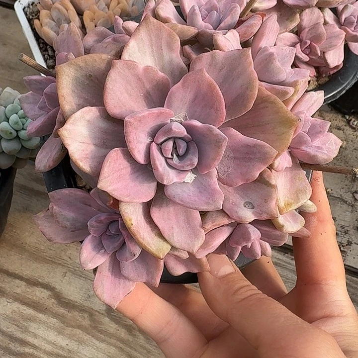 彩虹糖锦多肉植物精华