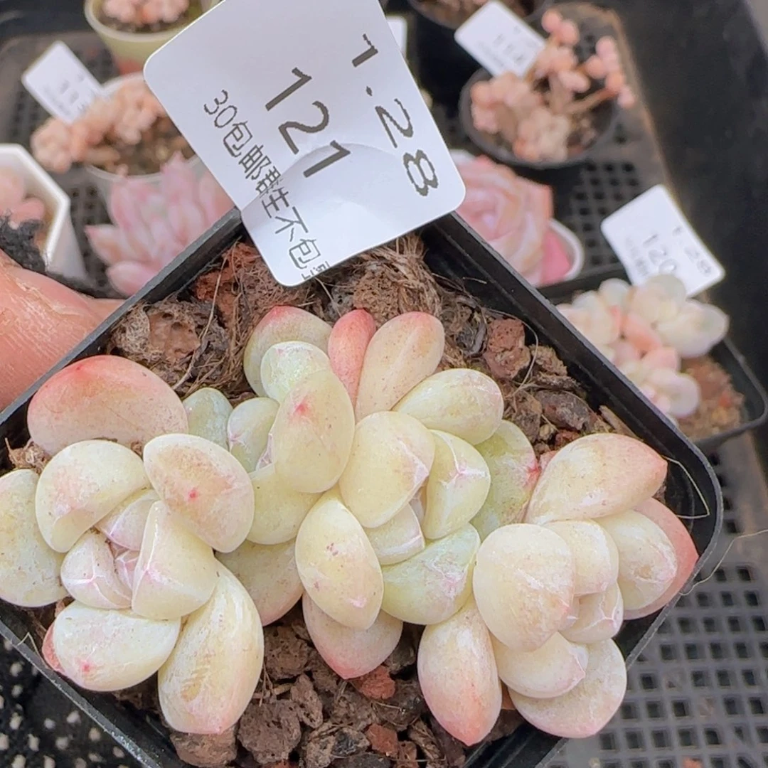 四头朵朵冰玉一颗脱土