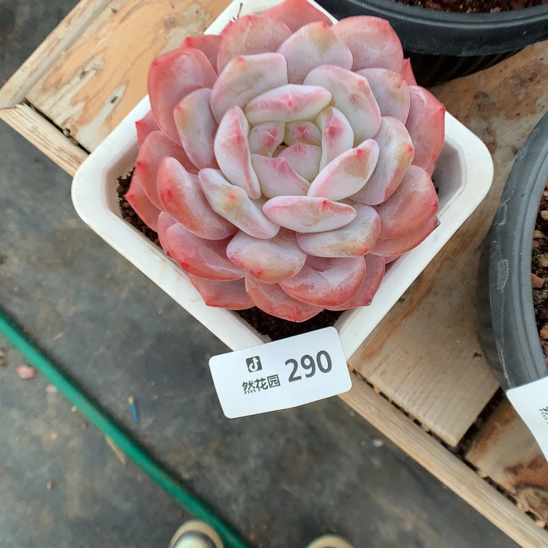 290雪天使多肉植物666