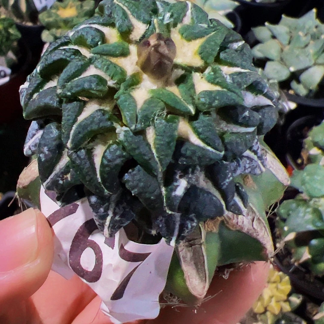 无花朵风车大尤姬牡丹767