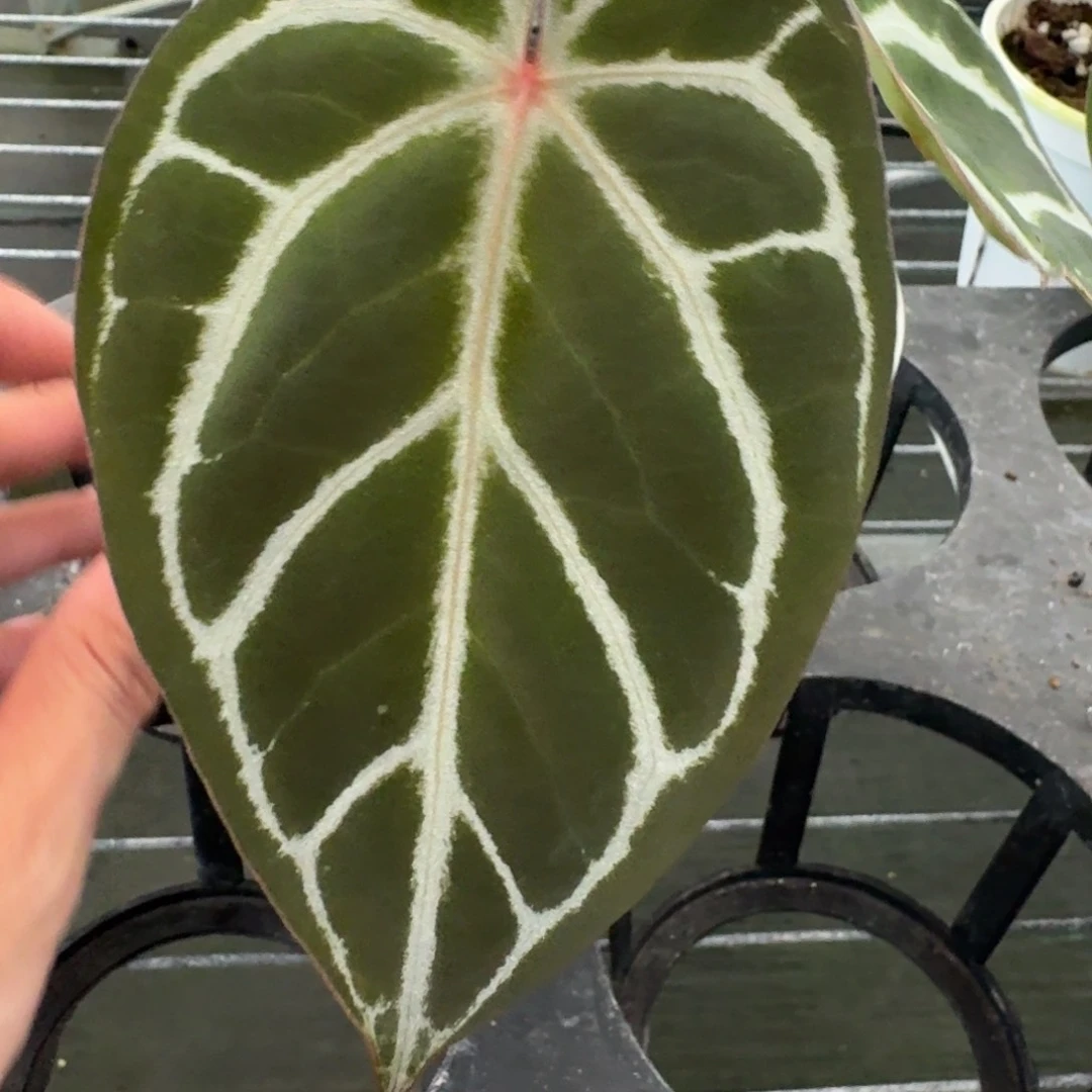 不开花植物红水晶籽播