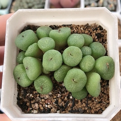 多肉肉锥 22头紫花青团