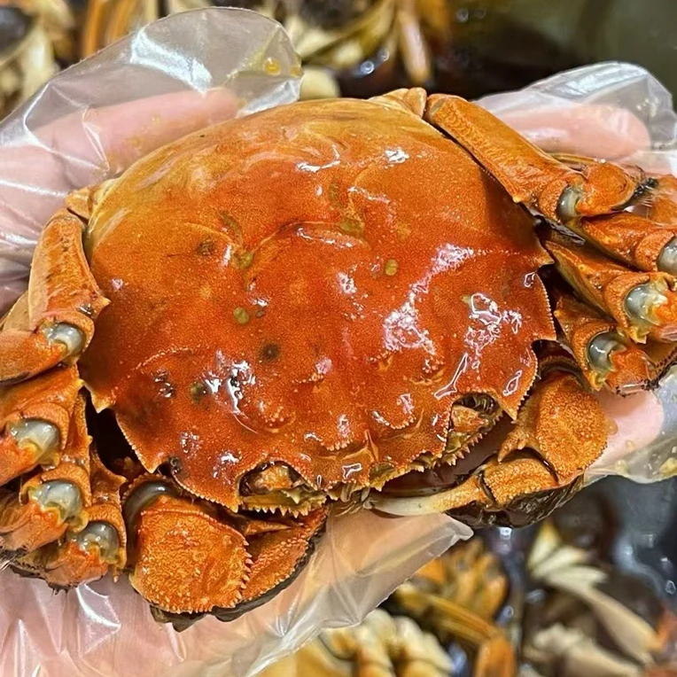 江苏大闸蟹活蟹母蟹2.8两1只