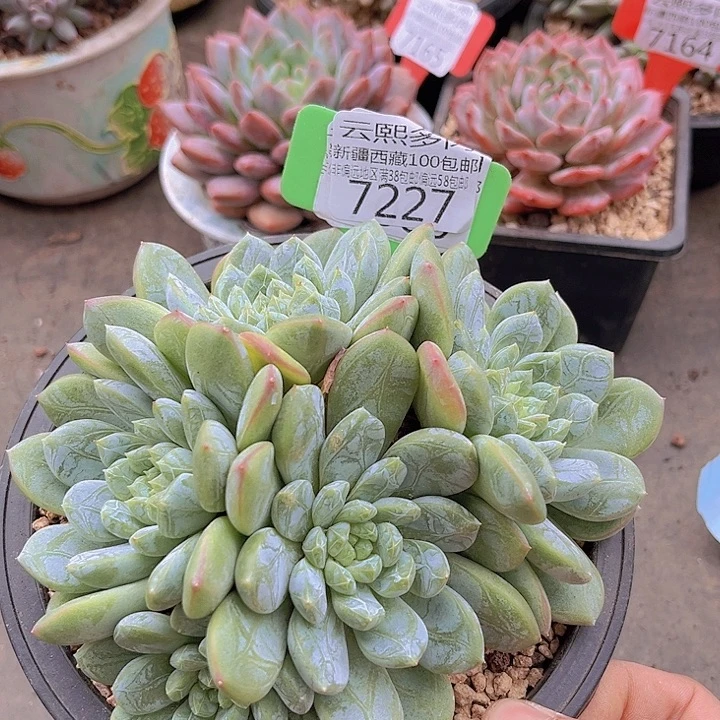 7227百搭翡翠。