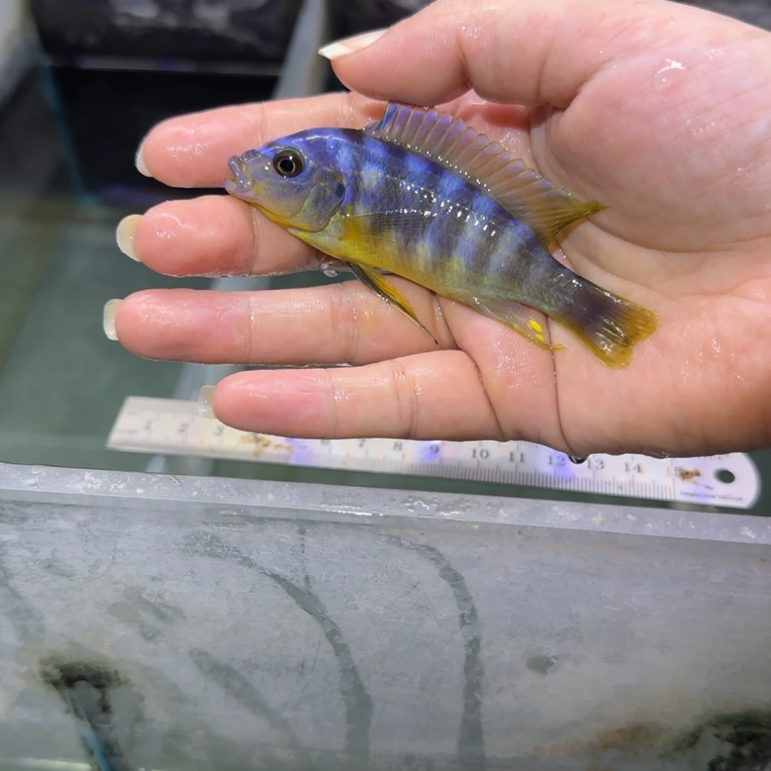 长***帅慈鲷鱼67号黄腹斑马9-10