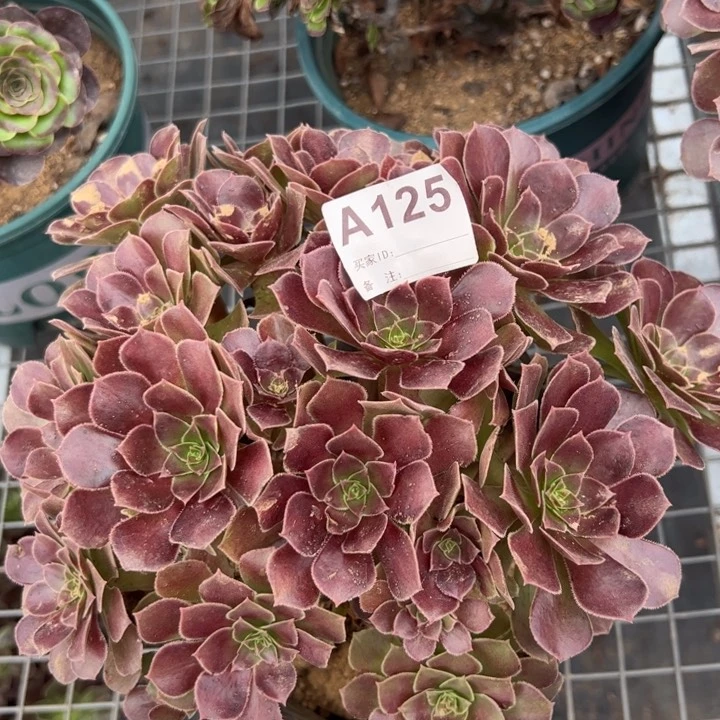 125荷兰玫瑰多肉朵朵23厘米左右