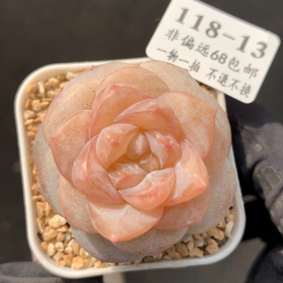 13。妃子笑。糖心多肉。4cm。