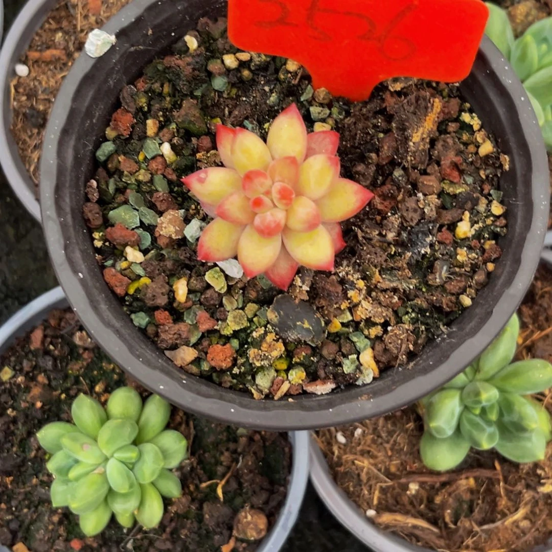 左****?2526下午多肉植物群生