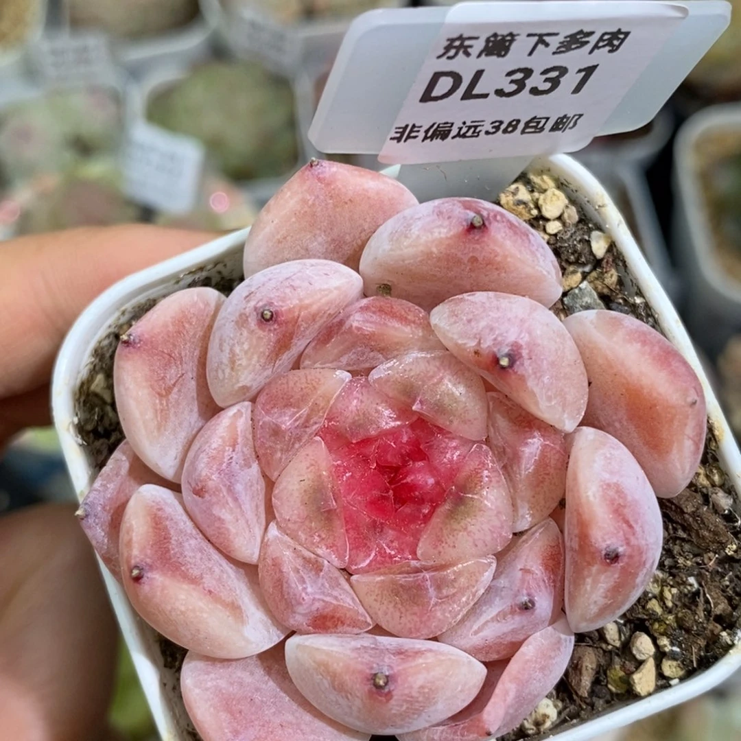 331东篱下多肉植物盆栽