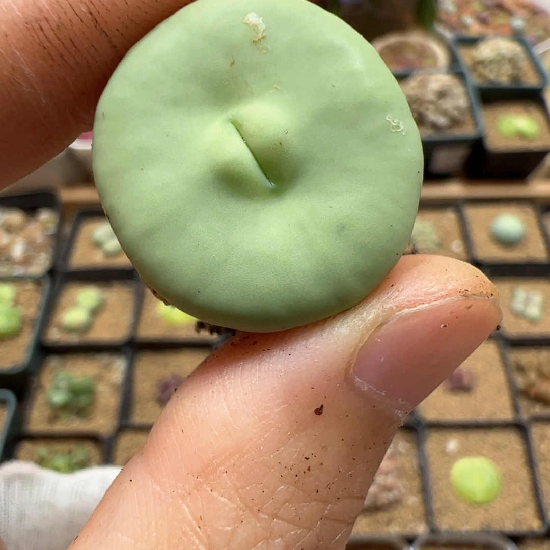 【闪购商品】118 dows嘴