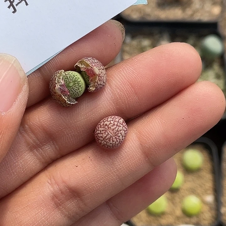 吖18-21肉锥多肉植物