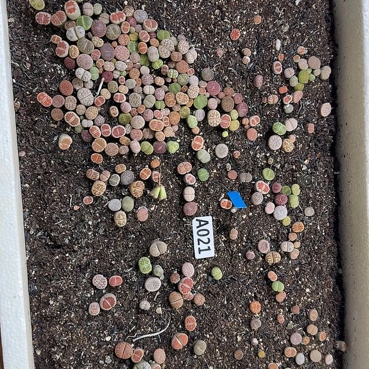 生21石花整筐脱土发货