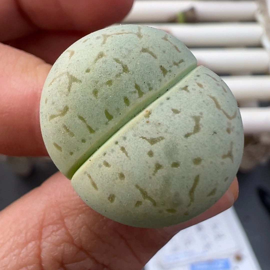 阿***离12.22好看的多肉脱土发货515