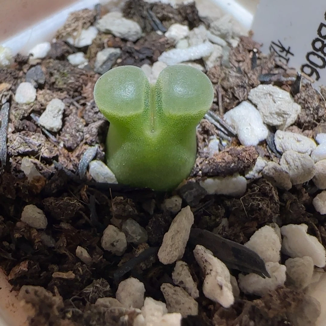 肉锥多肉植物百科-极窗1551