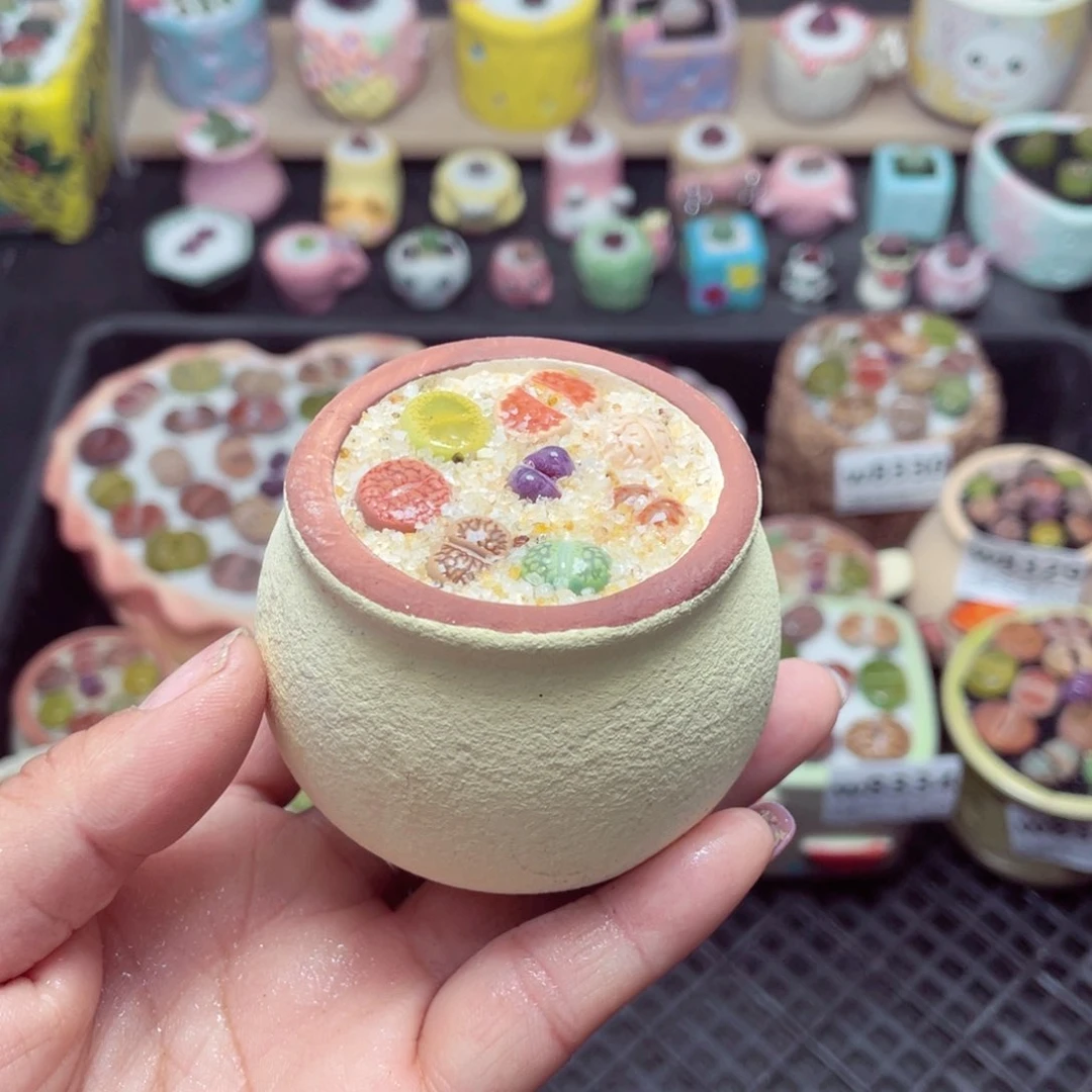 w8337 带盆土发货 -零下地区拍保温箱