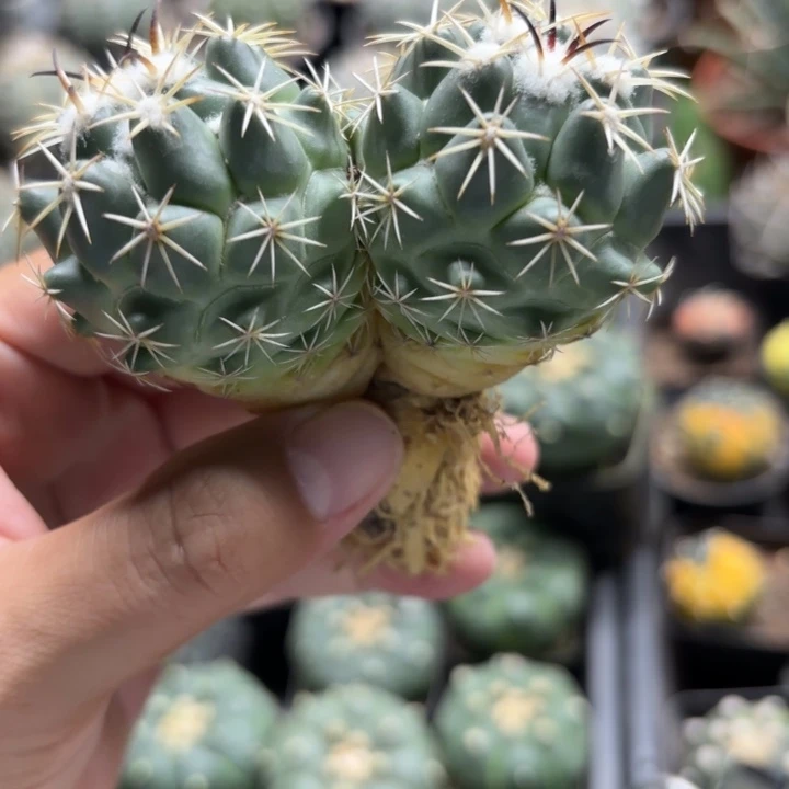 实生双头钢钉好养皮实