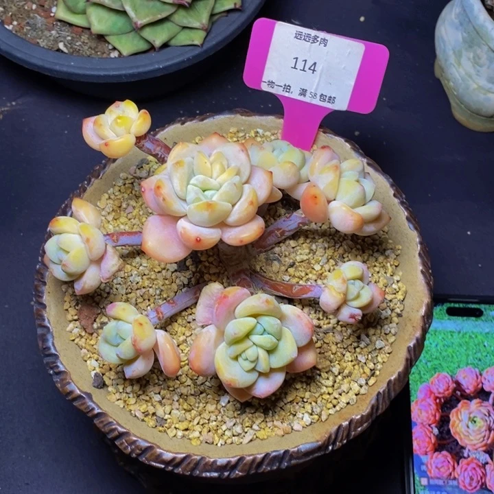 114冷香肉肉肉肉肉肉