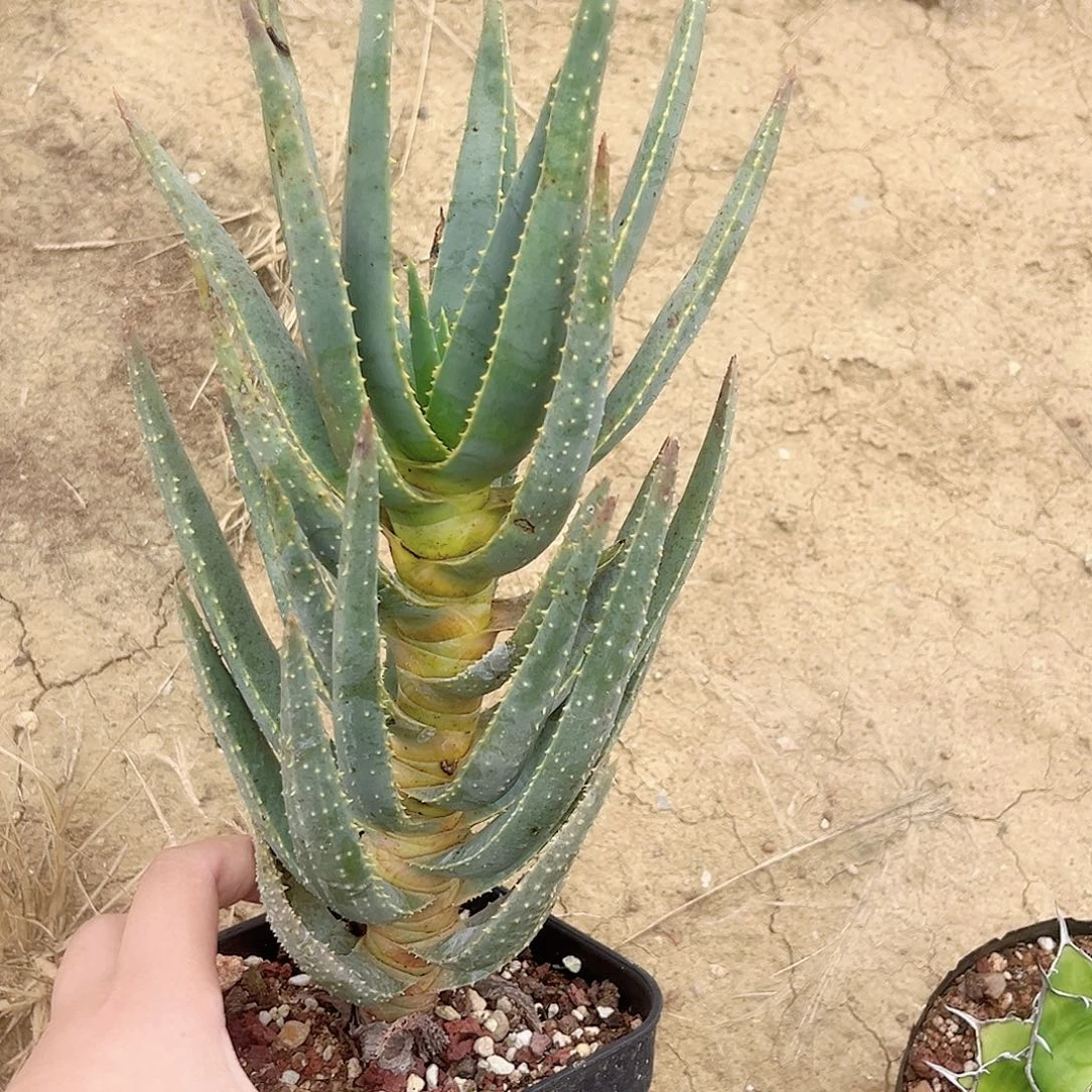 多肉植物二崎芦荟脱土