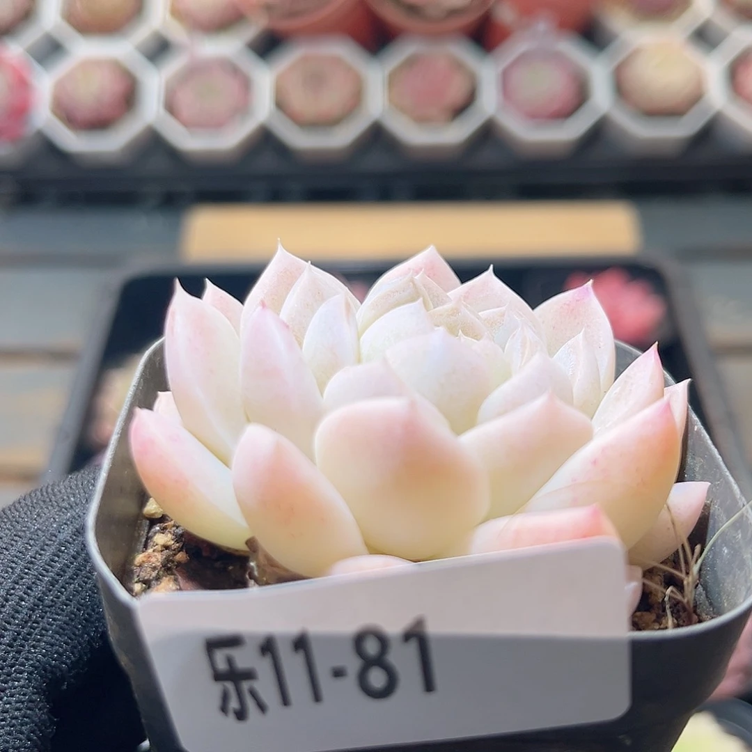 乐11-81 明月心单头