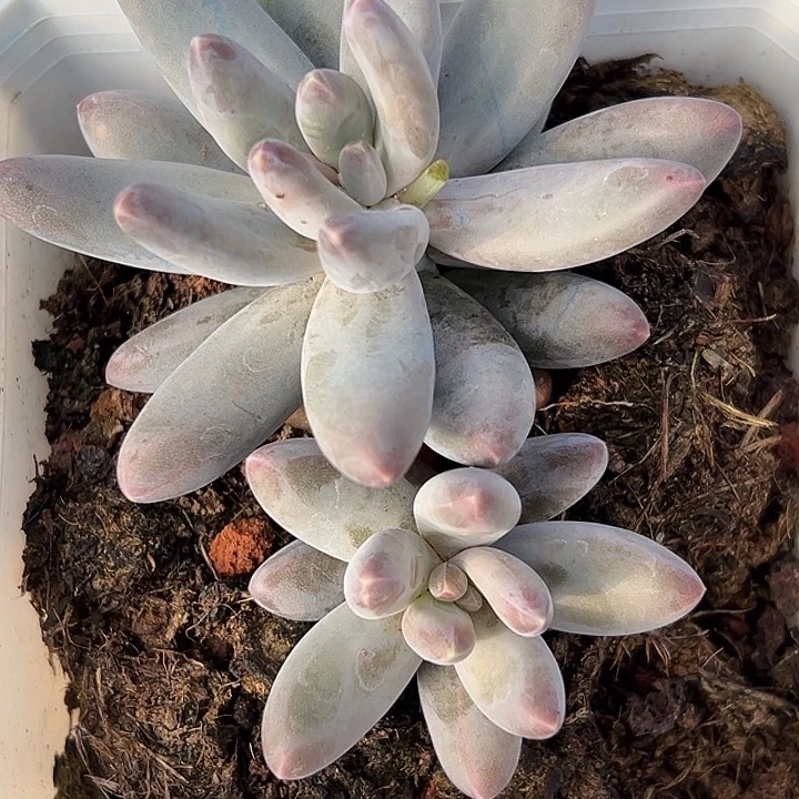 美人杂交特价一物一拍