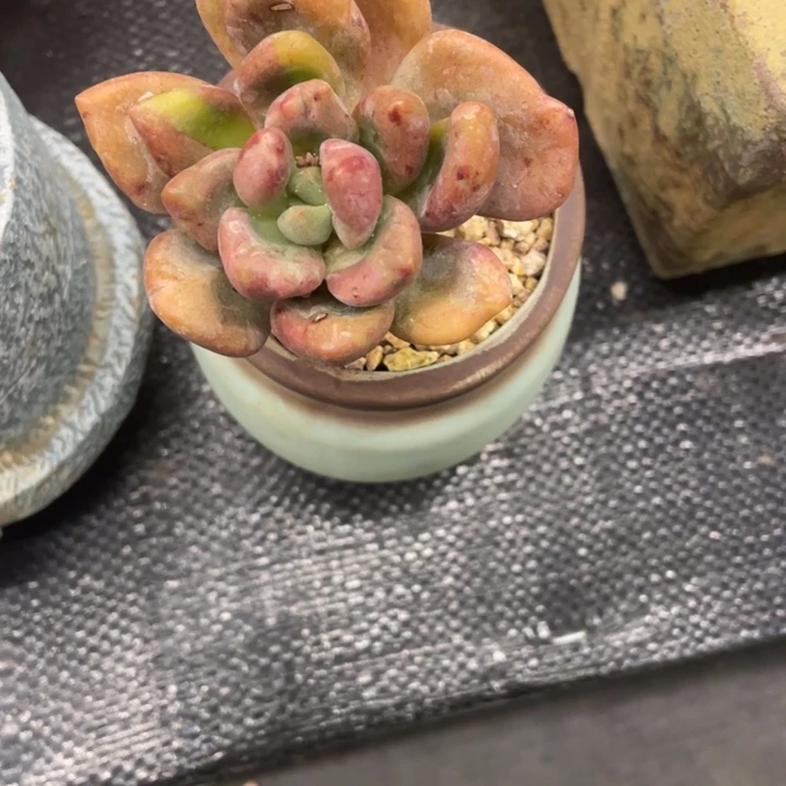 庄*弥鹿之森一物一图
