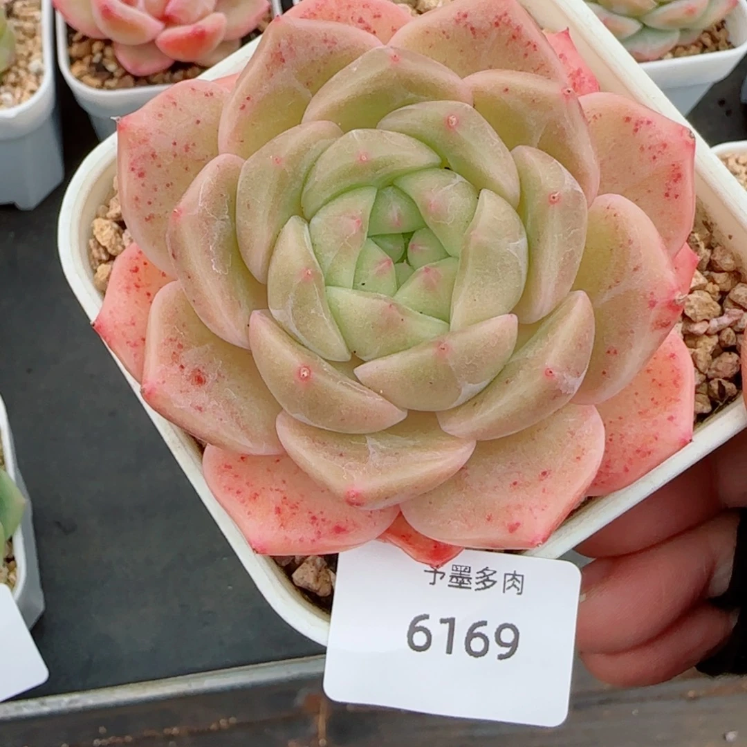 珍妮麦，6169多肉植物