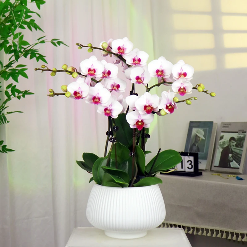 【送花盆】蝴蝶兰洛神白色蝴蝶兰清新雅致室内绿植花卉好养