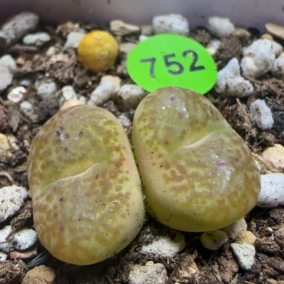 泡泡窗杂交多肉植物752