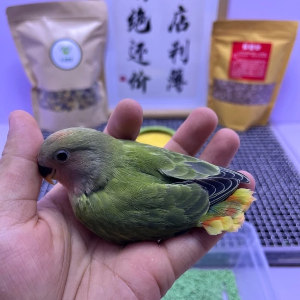 精品红头绿闪公L35252-桃面鹦鹉