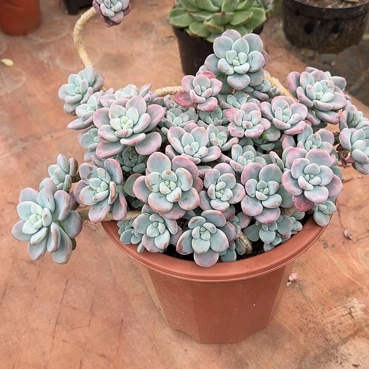 洛神多肉植物的生长