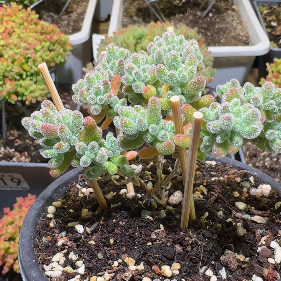 冰晶枝干番杏福利款651