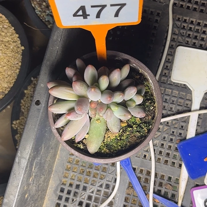 *****多肉植物烟花群477