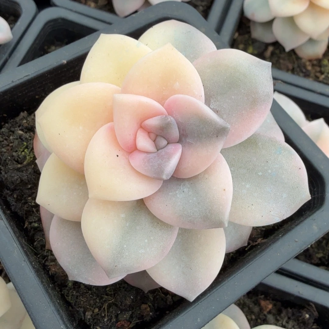 粉紫颗锦一颗多肉锦