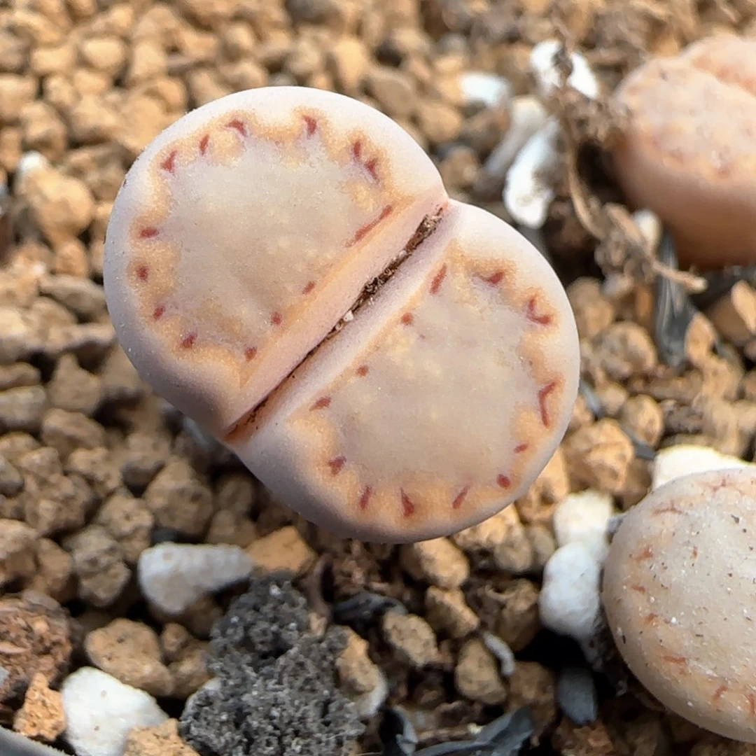 2。26。7029。 217饼干。右腿。 