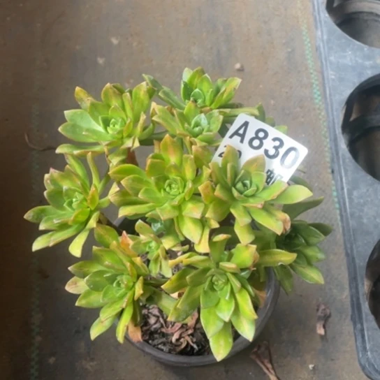 多肉植物830甜茶中班