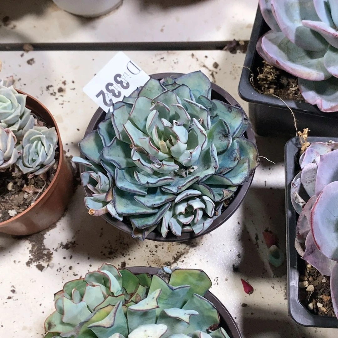 ?****ღ332剑斯诺娃多肉植物