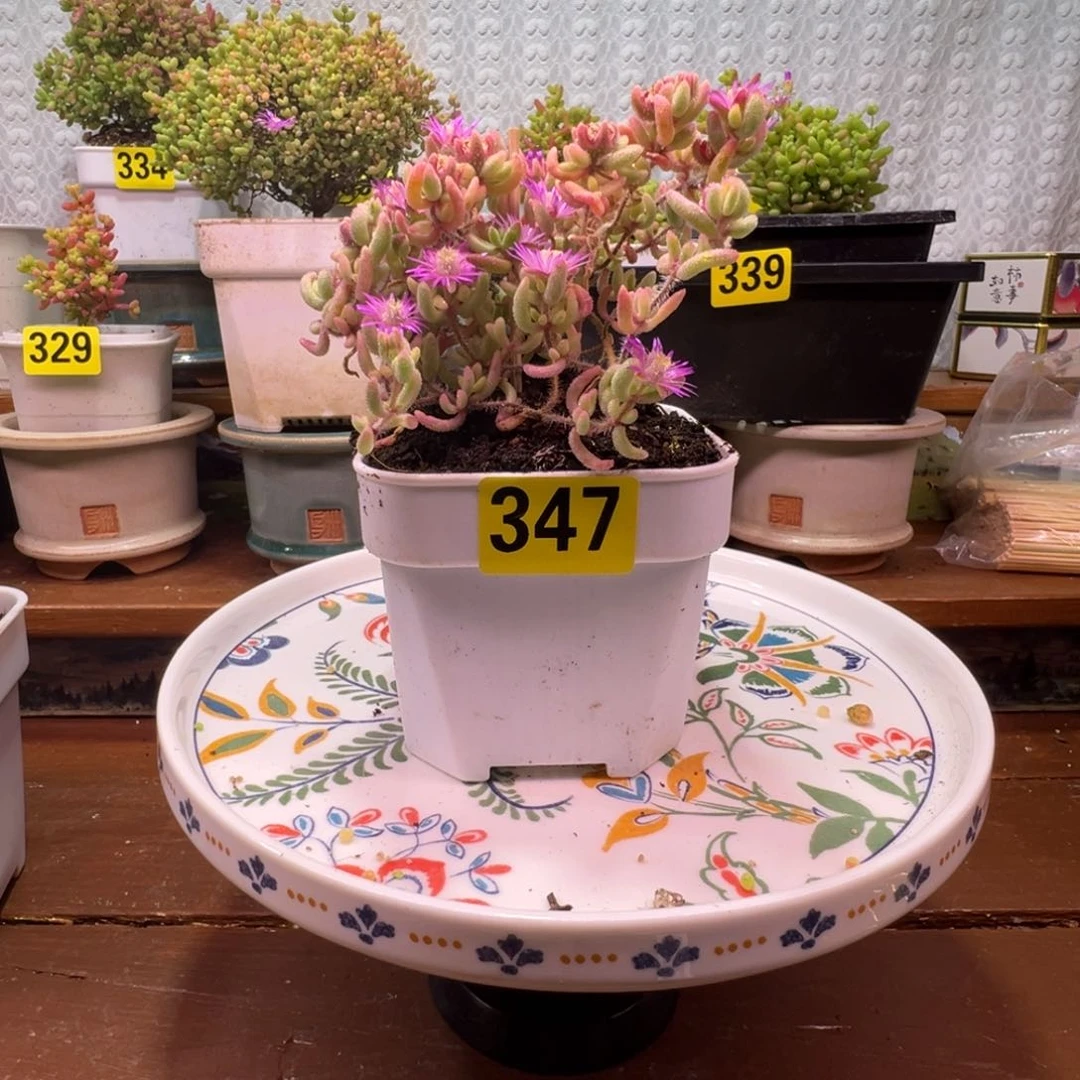 离*枝干番杏多肉植物347