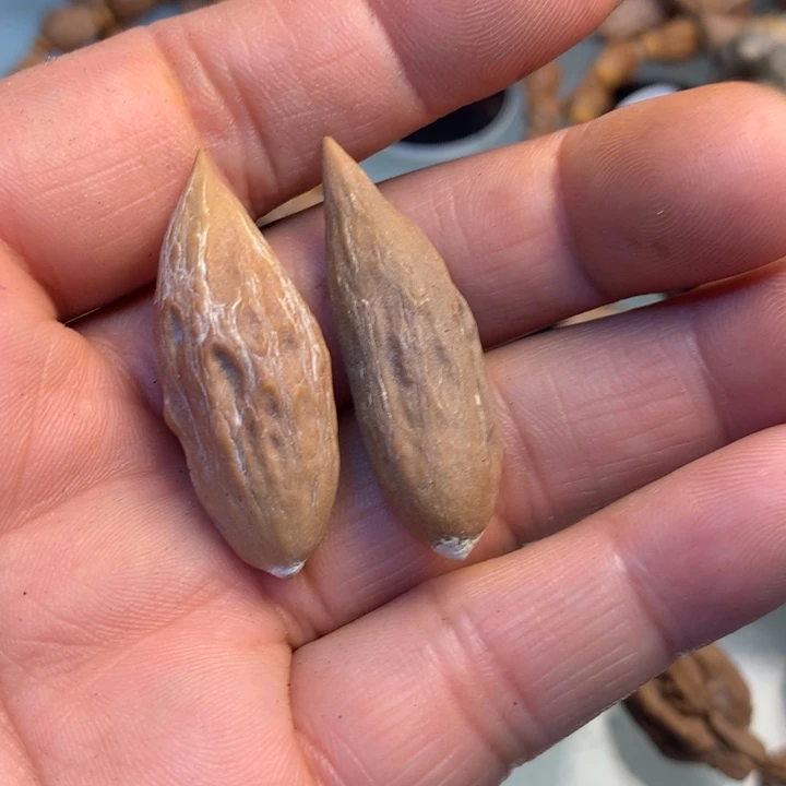 猴头核桃把件拿姐49