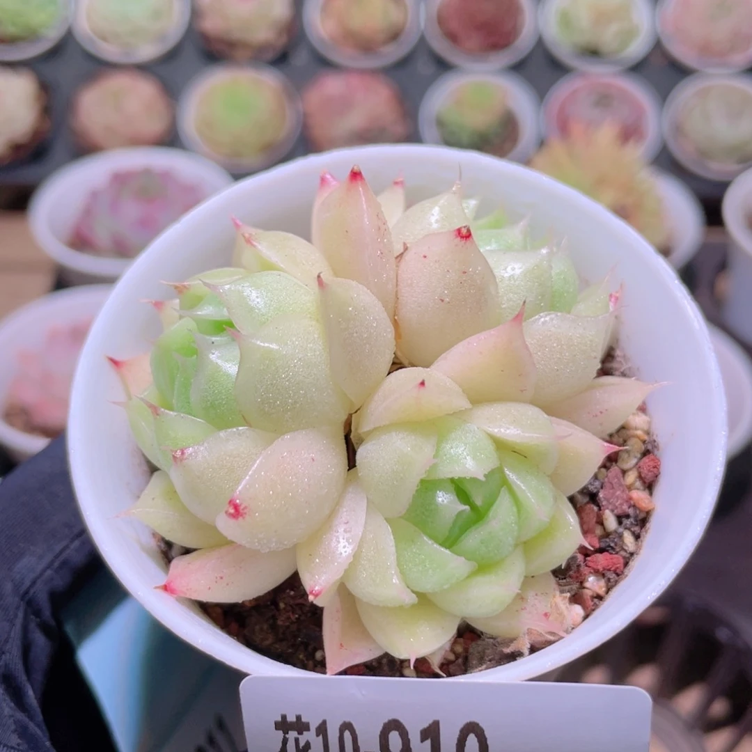 花利美10-910麦秆