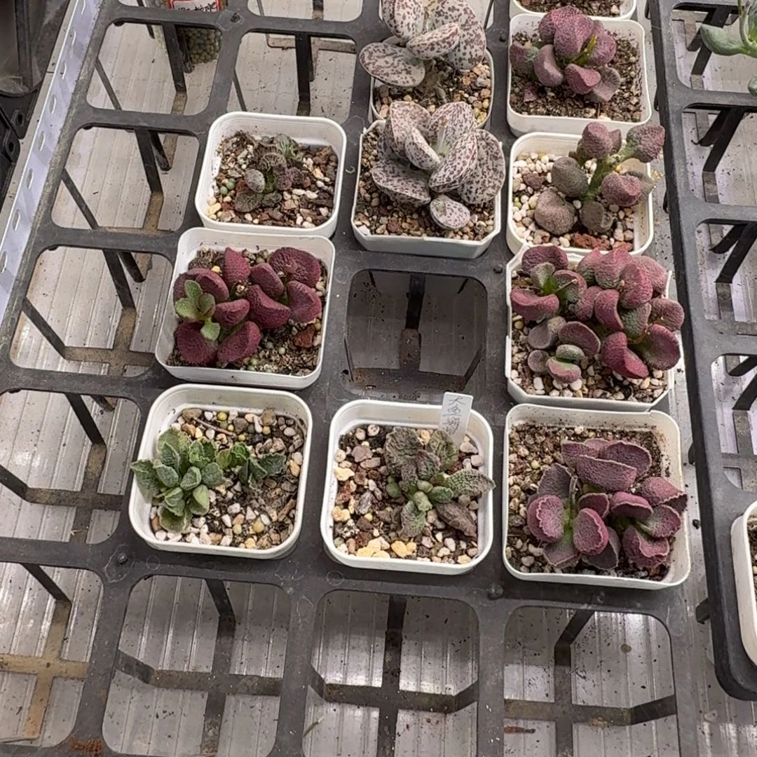 六***一寄养发货水泡多肉肉肉