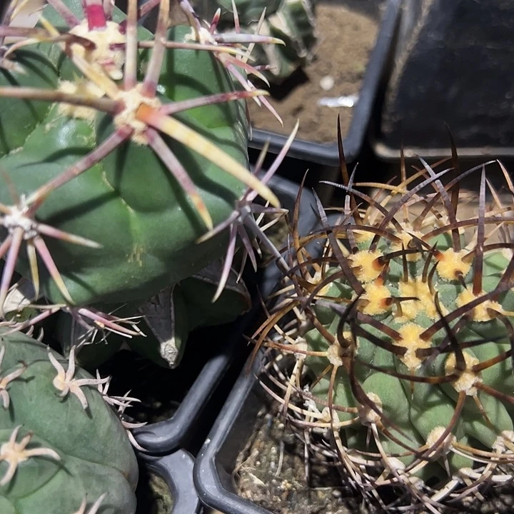 无花朵大红鹰加五百津玉