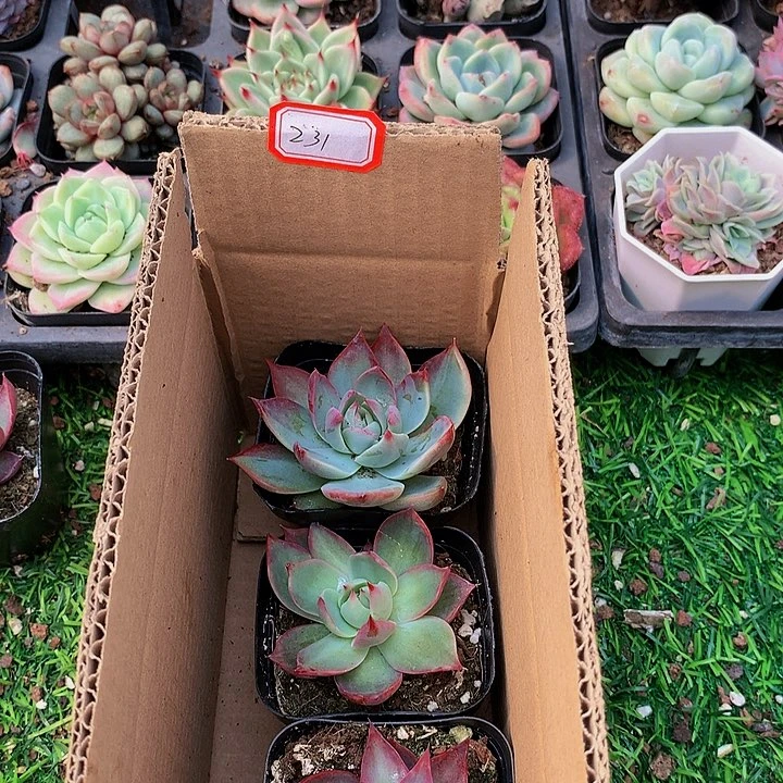 木*A231惊鸿仙子多肉