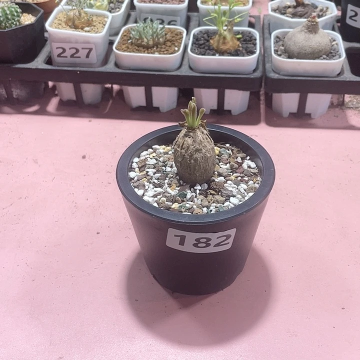 芝***亚182产地土拨鼠大戟块根