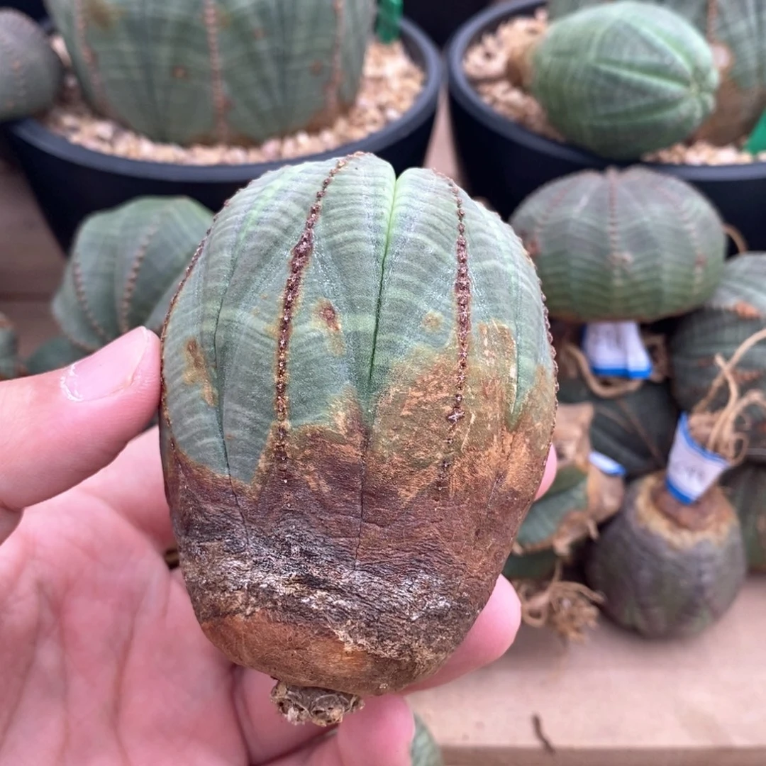 19原产地布纹球多肉植物