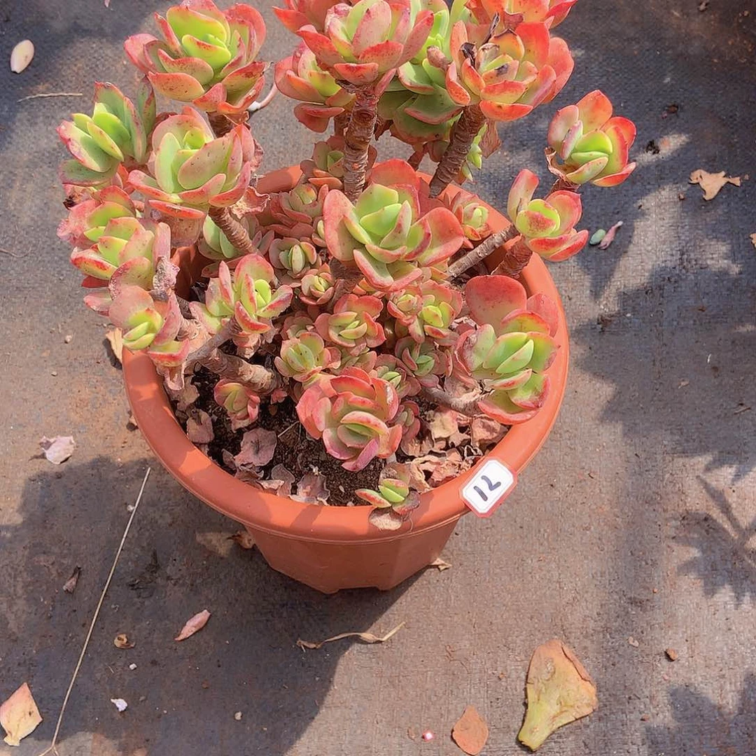 一物一拍多肉家里71火焰玫瑰