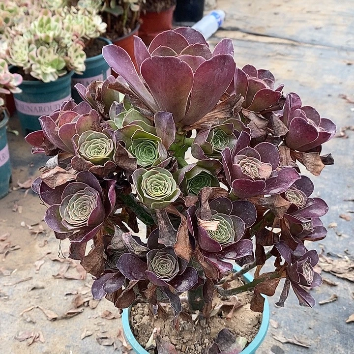 魅金玫瑰多肉植物007