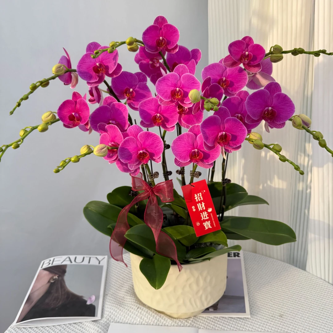 蝴蝶兰《恭喜发财》年宵花爆款 寓意红红火火 高端送人送礼 花期长