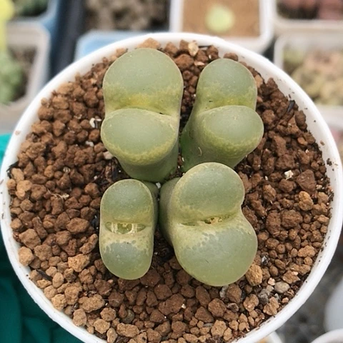 多肉肉锥 4头黄风铃