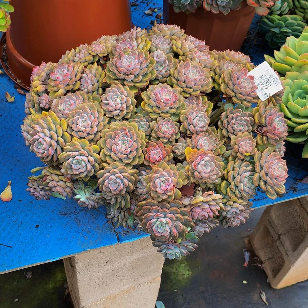 带***瑰      粉布偶多肉16028